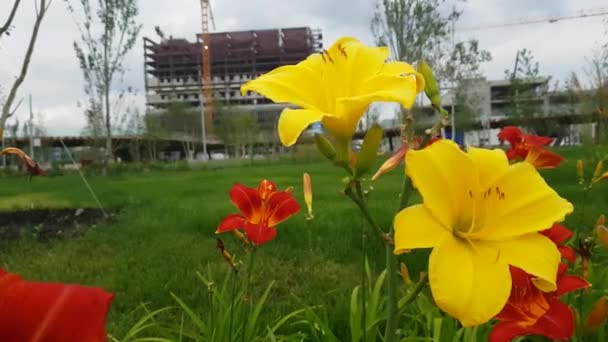Piękne lilia żółty kwiat — Wideo stockowe