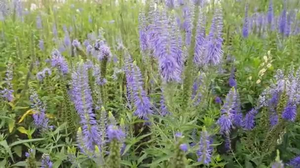 Bumblebee sulla lavanda — Video Stock