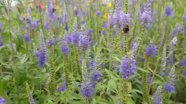 Bumblebee sulla lavanda — Video Stock