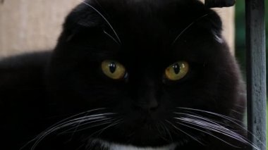 Kara kedi portreyi kapat.