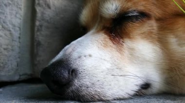 Yetişkin köpek uyku