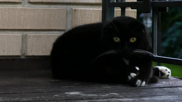 Preto gato close up retrato — Vídeo de Stock