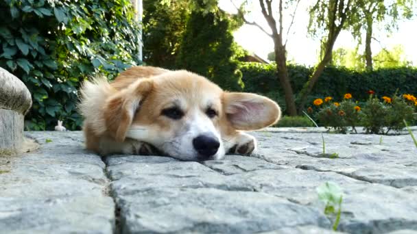 Main du sage caressant le chien sur la tête — Video