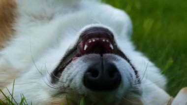 Çimenlerin üzerinde pozitif köpek yavrusu