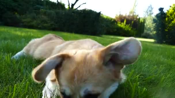 Cachorro positivo en la hierba — Vídeo de stock