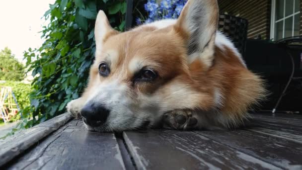 Erwachsener Hund schläft — Stockvideo