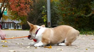 Yavru köpek dışarıda oynuyor.