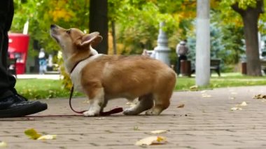 Yavru köpek dışarıda oynuyor.