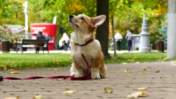 Cachorro juega al aire libre — Vídeo de stock