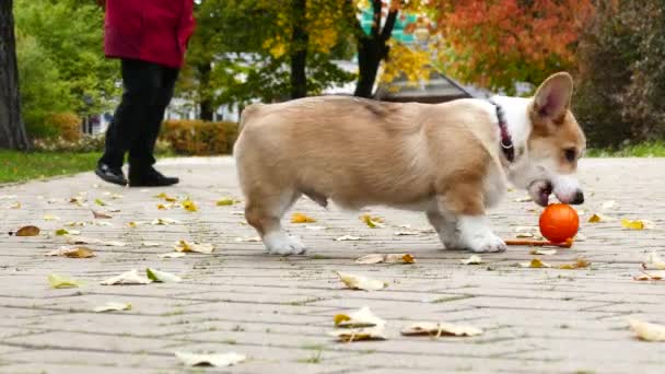 Cachorro juega al aire libre — Vídeos de Stock