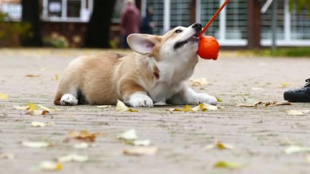 Puppy plays outdoors — Stock Video