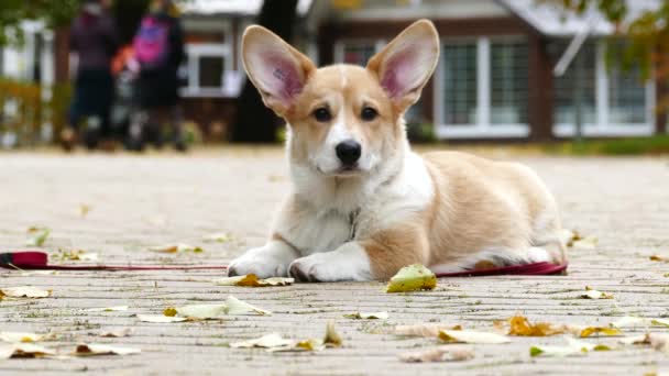 Filhote de cachorro joga ao ar livre — Vídeo de Stock