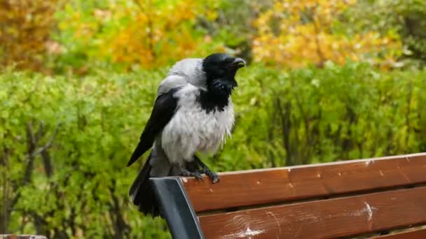 Close-up inclinação tiro de um corvo preto — Vídeo de Stock