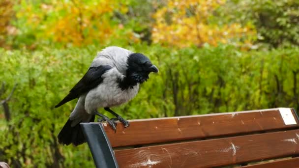 Close-up inclinação tiro de um corvo preto — Vídeo de Stock