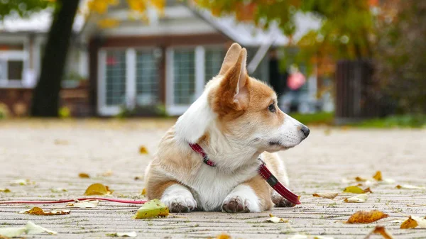 子犬が屋外で遊ぶ — ストック写真