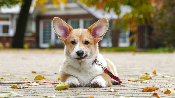 Puppy plays outdoors — Stock Photo, Image