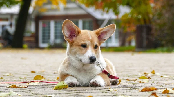 Filhote de cachorro joga ao ar livre — Fotografia de Stock