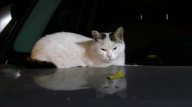 başlık üzerinde kedi