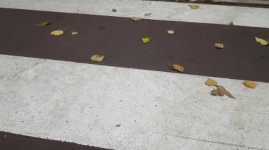 Köpek yavrusu bir yaya geçidi üzerinde olduğunu