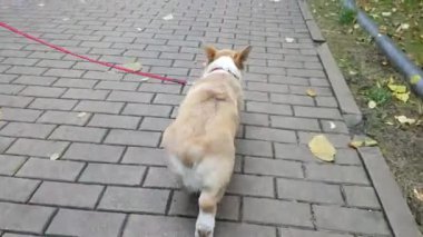 Yavru köpek kaldırımda yürüyor.