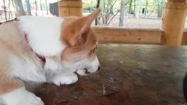 Penceredeki köpek yavrusu