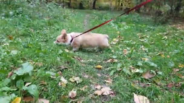 A kutyus a fűben sétál. — Stock videók