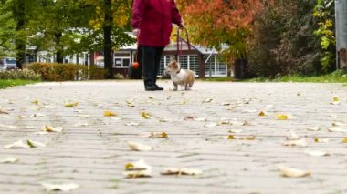 Yavru köpek dışarıda oynuyor.