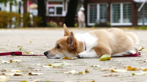 Yavru köpek dışarıda oynuyor. — Stok video