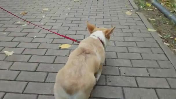 Το κουτάβι περπατάει στο πεζοδρόμιο. — Αρχείο Βίντεο