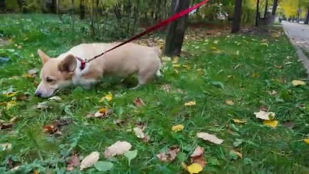 Filhote de cachorro está andando na grama — Vídeo de Stock