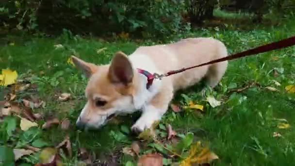子犬が草の上を歩いている — ストック動画