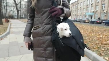 Çantada açık havada küçük köpek yavrusu