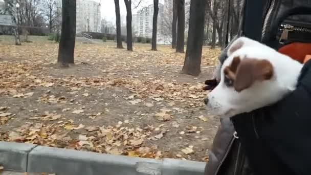 Kleine pup in zak buitenshuis — Stockvideo