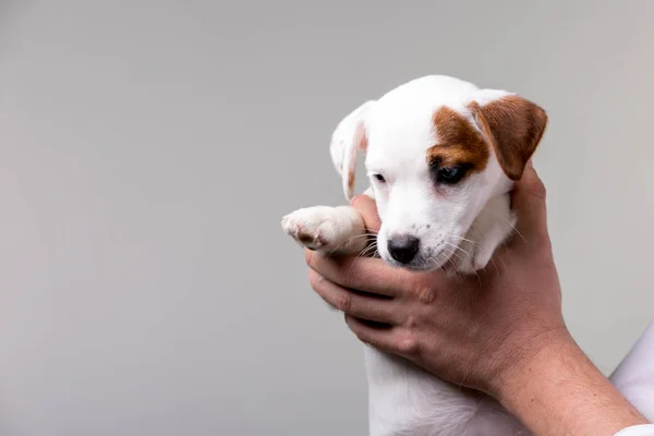 Homem segura um cachorro em suas mãos — Fotografia de Stock