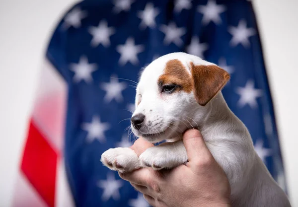 Cachorrinho pequeno com bandeira dos EUA no fundo — Fotografia de Stock