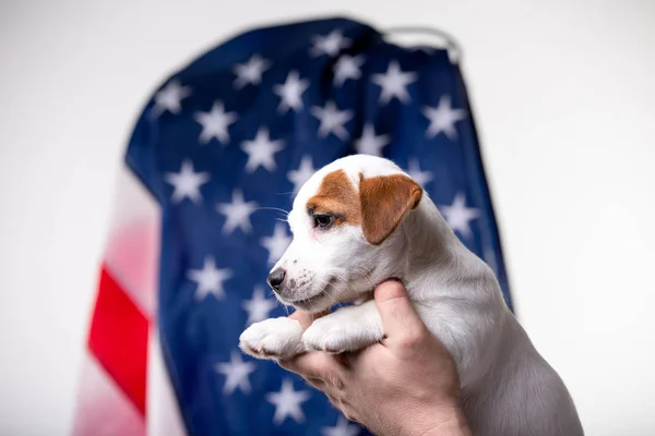 Small puppy with US flag on background
