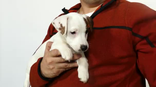 Volwassen Arts Een Oranje Trui Houdt Jack Russell Terier Puppy — Stockvideo