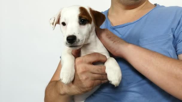 Man in een blauw t-shirt houdt een puppy in zijn armen. — Stockvideo