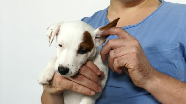 Man dalam biru t-shirt memegang anak anjing dalam pelukannya. — Stok Video