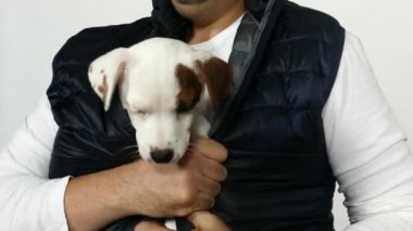 Küçük köpek yavrusu jack russell terrier eller üzerinde