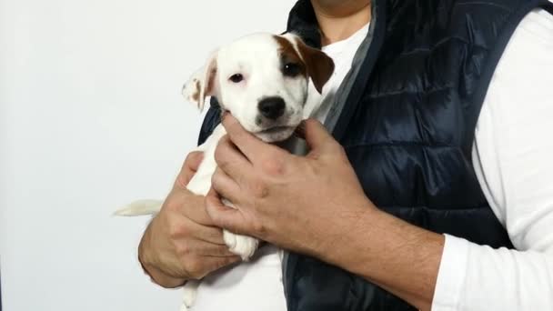 El pequeño cachorro jack russell terrier en las manos — Vídeo de stock