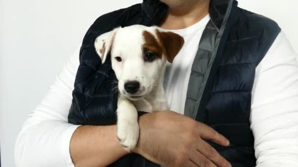 El pequeño cachorro jack russell terrier en las manos — Vídeos de Stock