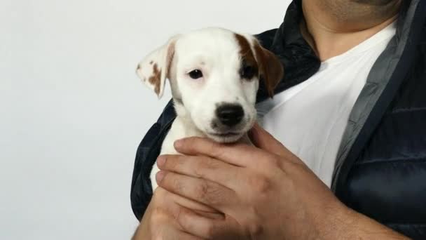 O pequeno cachorro jack russell terrier nas mãos — Vídeo de Stock