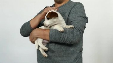 Küçük köpek yavrusu jack russell terrier eller üzerinde