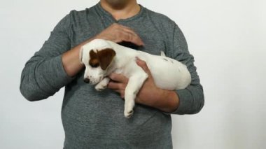 Küçük köpek yavrusu jack russell terrier bir adamın ellerinde. Görünümü kapatın.