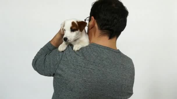 Küçük köpek yavrusu jack russell terrier eller üzerinde — Stok video