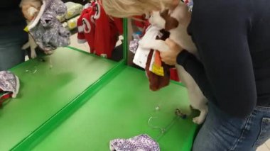 Bir köpek içinde belgili tanımlık stok giyen kadın