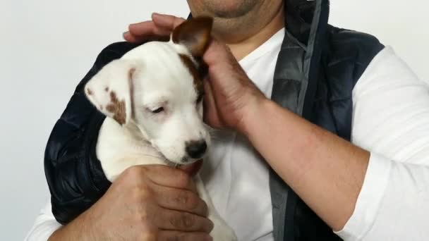 White puppy in mans arms. — Stok Video