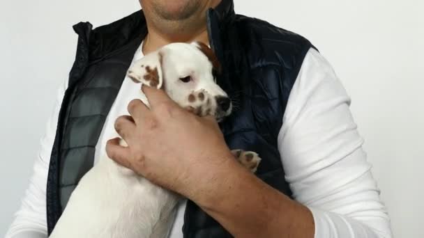 Witte pup in mans wapens. — Stockvideo