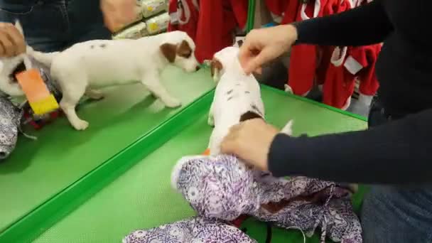 Mulher vestindo um cachorro na loja — Vídeo de Stock